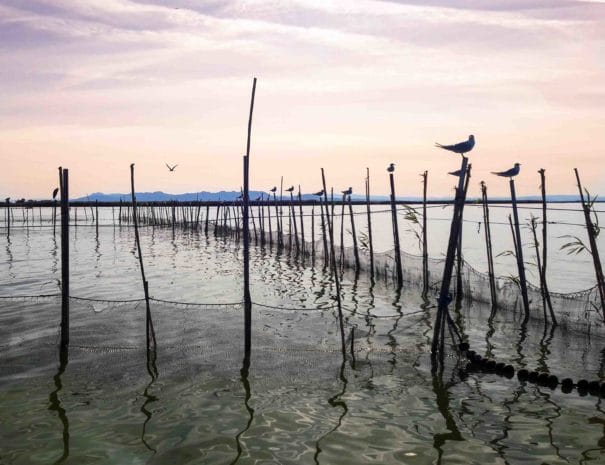 birds-natural-parc-albufera-valencia