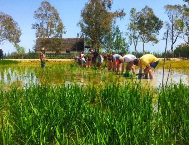 Experience rizière en groupe dans le Delta de l'Ebre