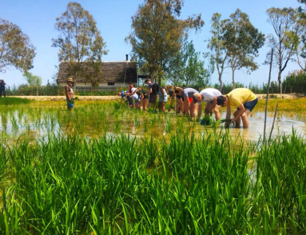 Group activity rice experience in Delta del Ebre