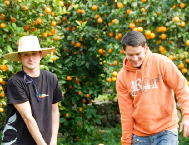 Orange experience in Soller in Mallorca