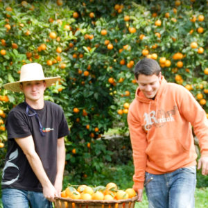 Expérience oranges à Soller à Majorque