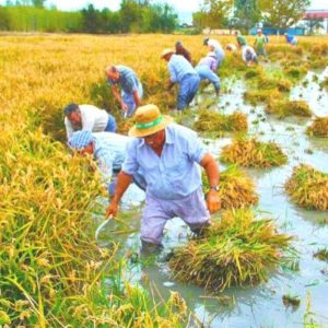 Private tour in the rice fields in Delta del Ebro in Catalonia