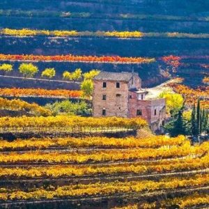 Visita guiada privada de la ruta del vino del Priorat Cataluña