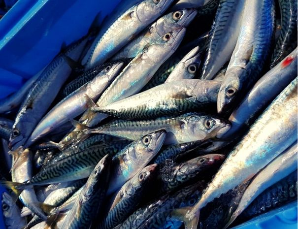 Barcelona Private tour Fisherman harbour