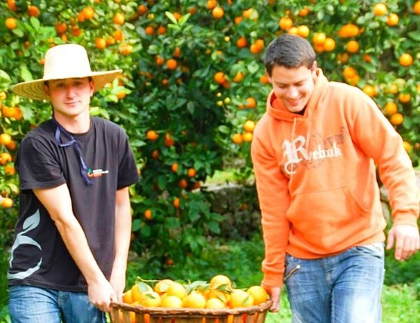 Actividad de team building en un huerto de naranjos en Mallorca