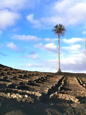 Vineyards in Lanzarote in the Canary Islands