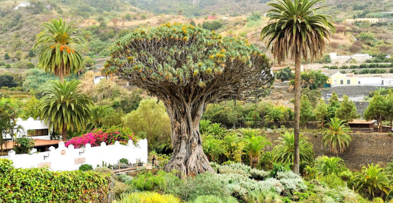 Arbre Drago Milenario à Icod de los Vinos à Tenerife