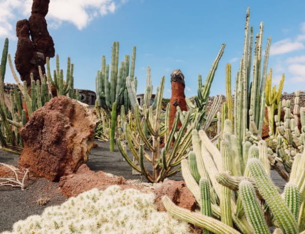 Jardin de cactus lanzarote