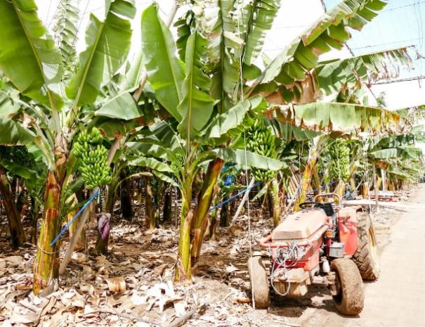 Plantations de bananes Tenerife