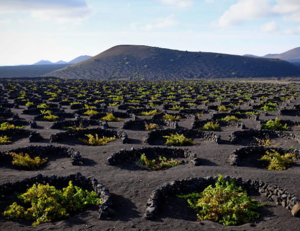 Vignes la geria lanzarote