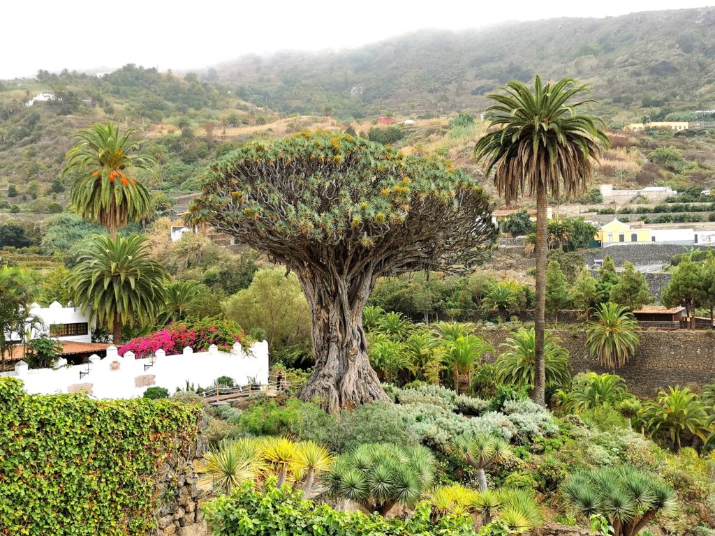 Arbre du Dragon millénaire à Icod de los Vinos, Tenerife