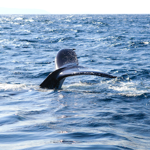 Baleine à Tenerife