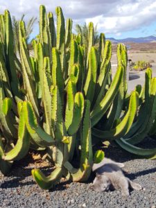 Cactus and cat in Fuertventura