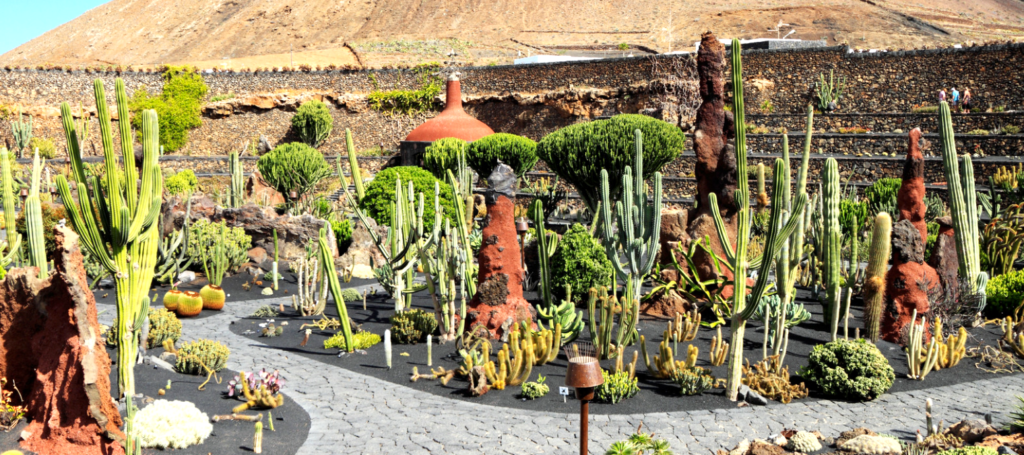 Jardin de cactus à Lanzarote