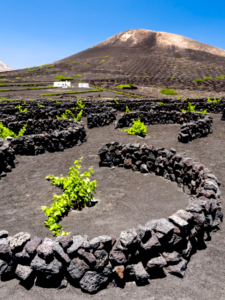 Vineyard in Lanzarote