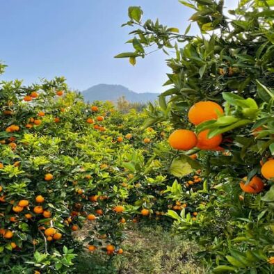 La vallée des oranges Majorque
