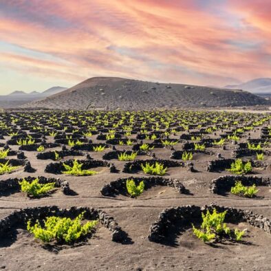 Vignes au milieu d'un volcan à Lanzarote