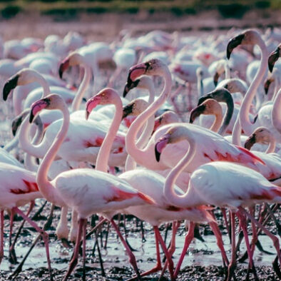 flaments rose à l'Albufera